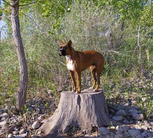 Queen of the stump!