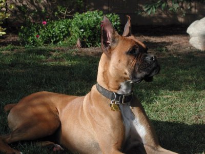 Queen Roxy