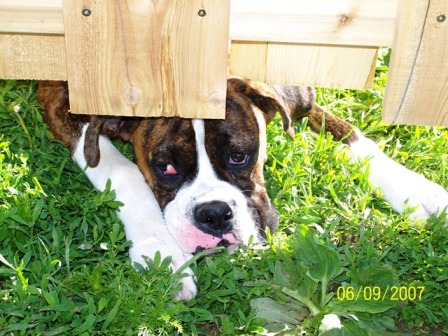 Quinn  6 months old