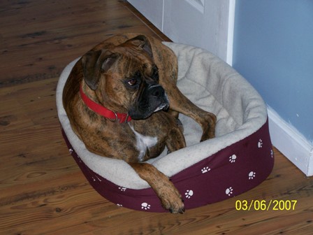 quinn_s_new_bed