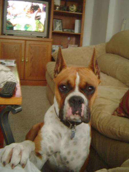 Quit watching TV and play with me!!!