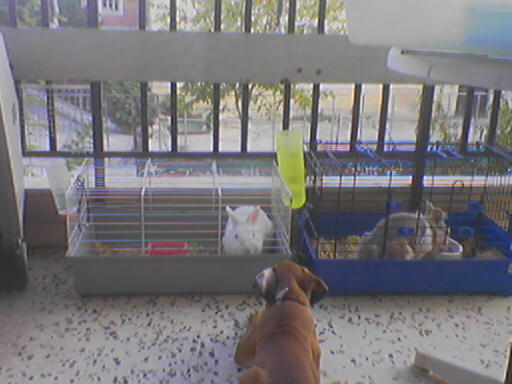 rabbits-baby boxer