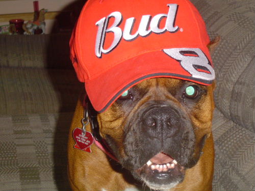 Race Fan!