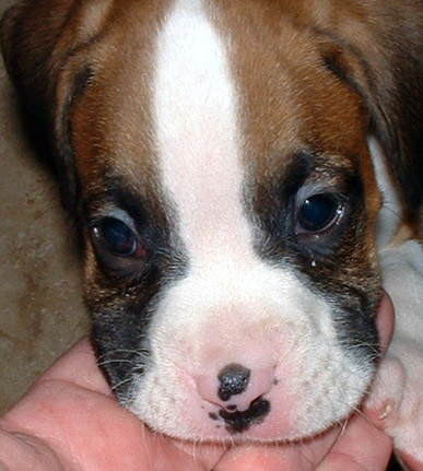 Ragnar-8 weeks