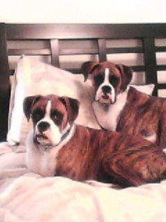 raider & tank on bed