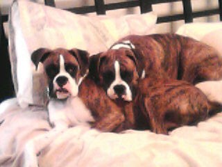 raider & tank on bed2