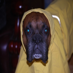 Rain Coat