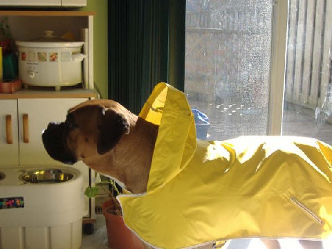 Raincoat