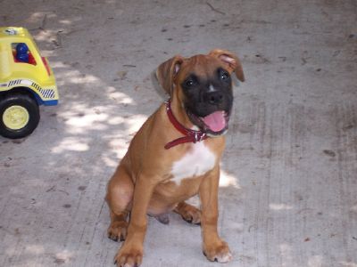 Rajah..I love that sweet boy