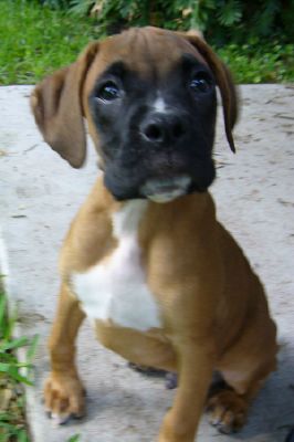 Rajah3
