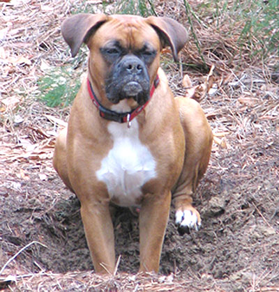 Ralphie proudly in his brand new hole