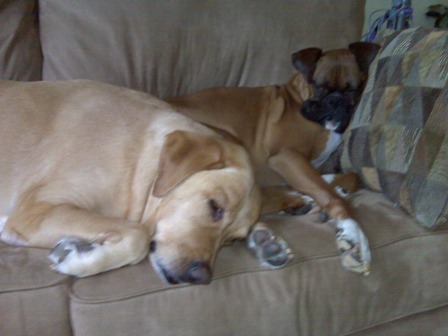 Rambo and Vegas snoozin on the couch