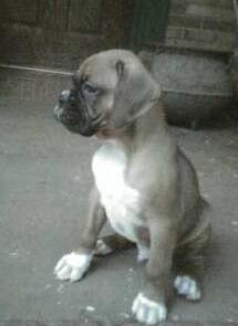 Rambo as a little pup