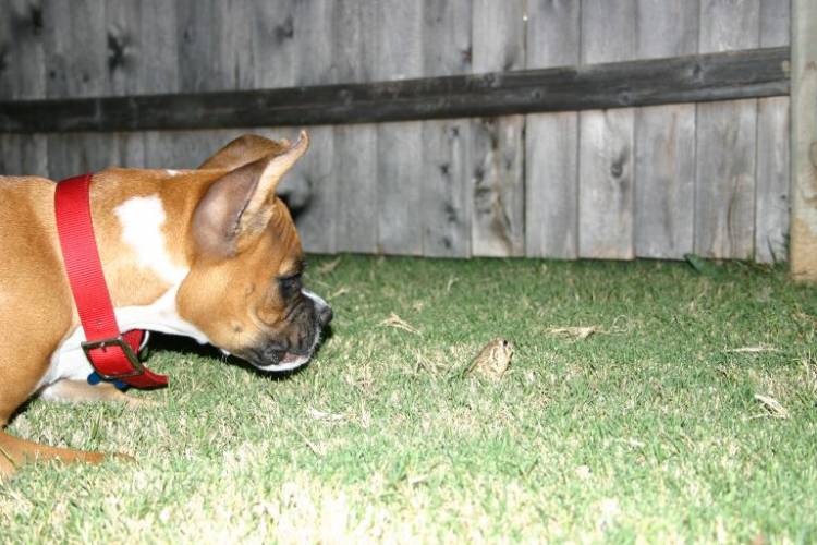 Ranger and frog