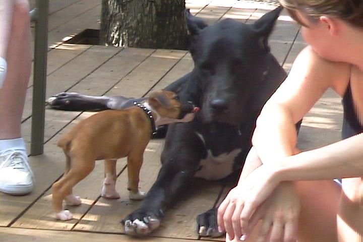 Ranger and his bigger cousin