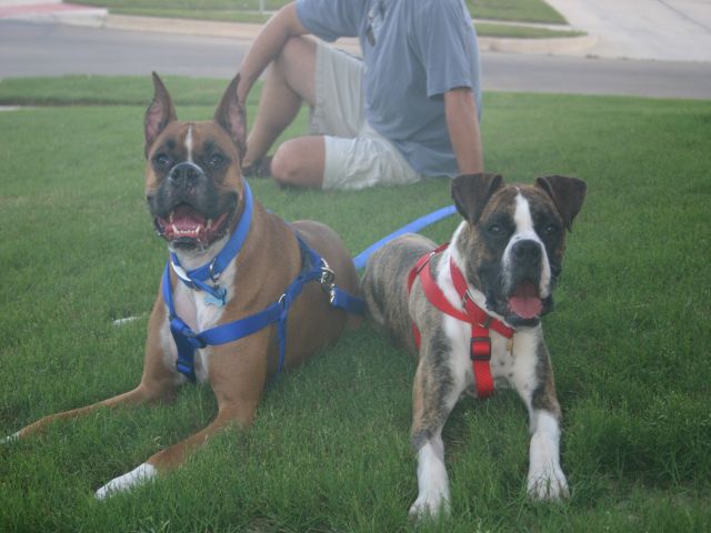 Ranger and his new sister Molly