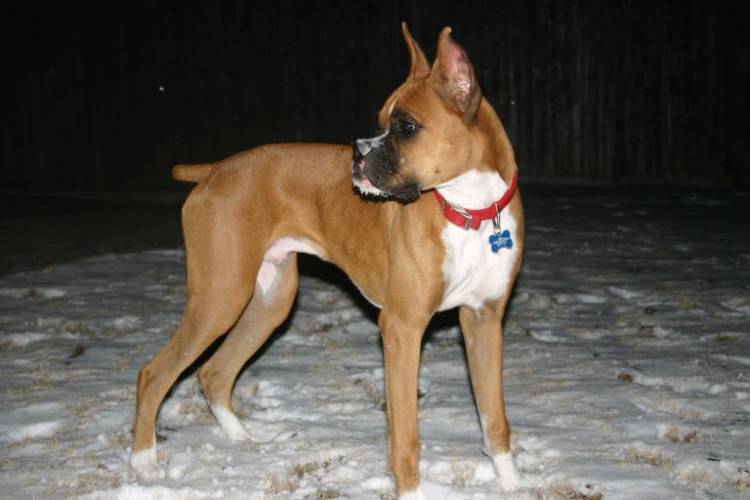Ranger in snow