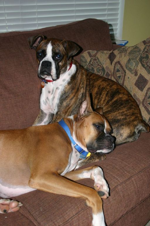 Ranger's brindle pillow