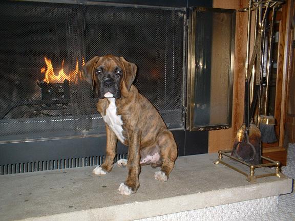 Ransom enjoying the fireplace on a cold night.