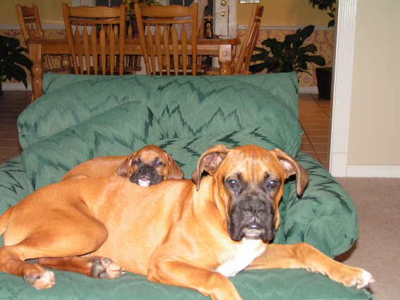 Rascal & Lady