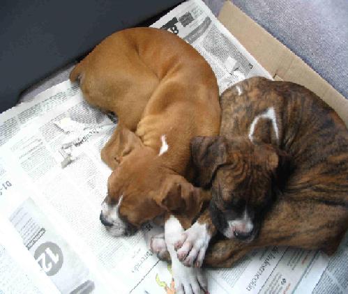 Rascals sleeping