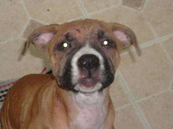 rash again