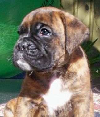 Rasmus 5 wks old