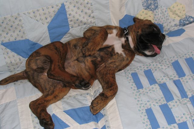 Rasmus 8wks old - worn out!