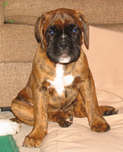 Rasmus 8wks old