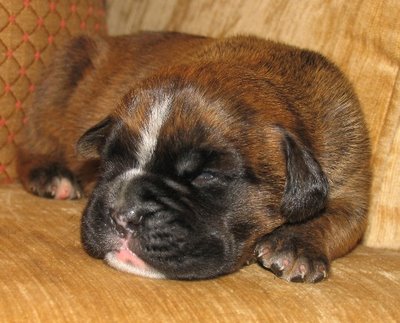 Rasmus - 9 days old