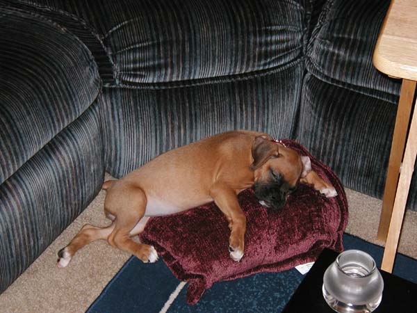 Raven Napping