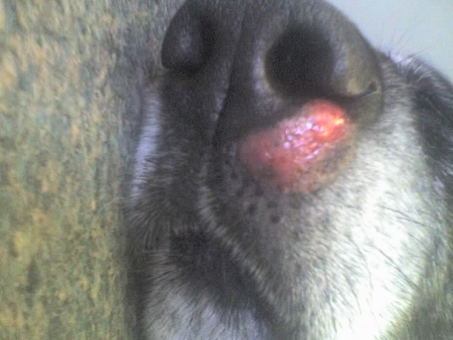 Raw Nose 2