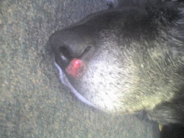 Raw Nose