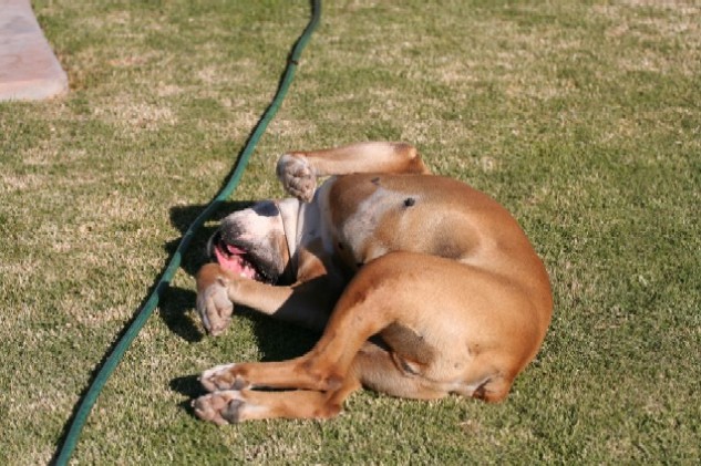 Ray having a good roll around in the grass