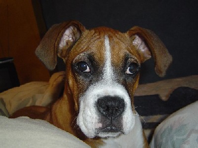 Raymi