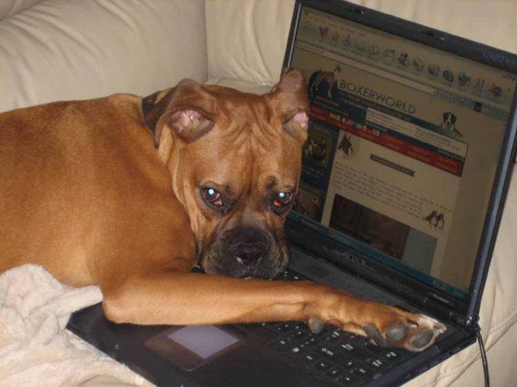 Reading the forums