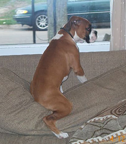 Ready 2 Ride My Harley