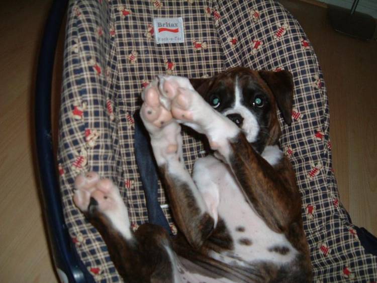 Ready for a ride in the car :o)