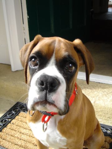 Ready for Walkies