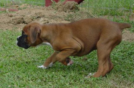 Ready to attack a butterfly.