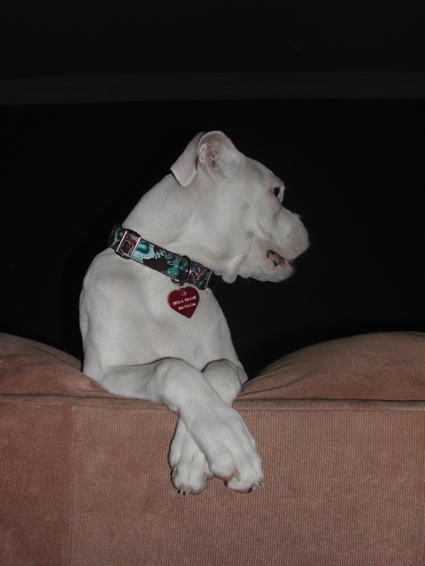 real ladies cross their paws.