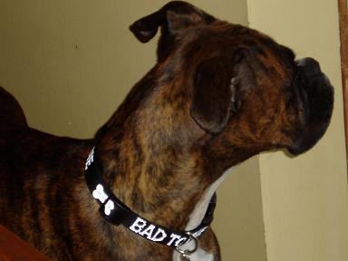 Really Bad to the Bone Dog
