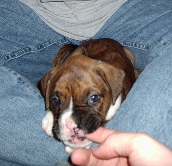 Reba on my lap at 4 weeks old