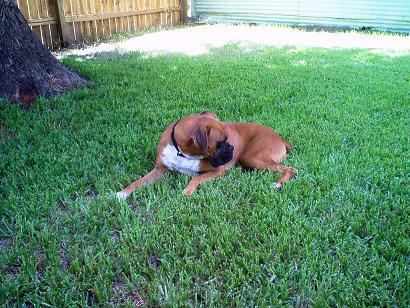 Rebel 19 mos old