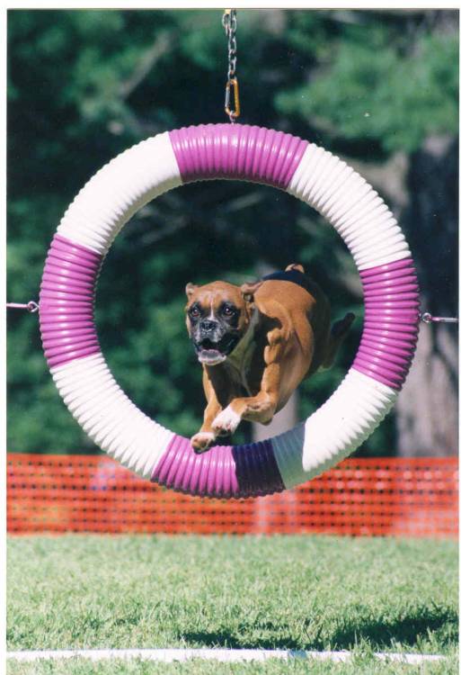 Rebel Agility Boxer