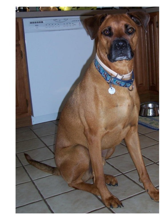 Red - Boxer/Rhodie Mix