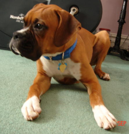 Red Dog