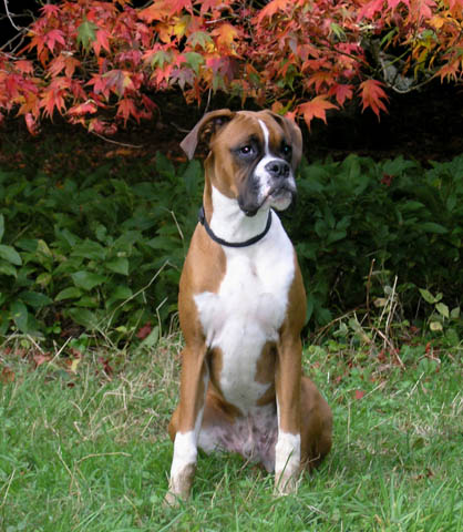 Red leaves, red dog