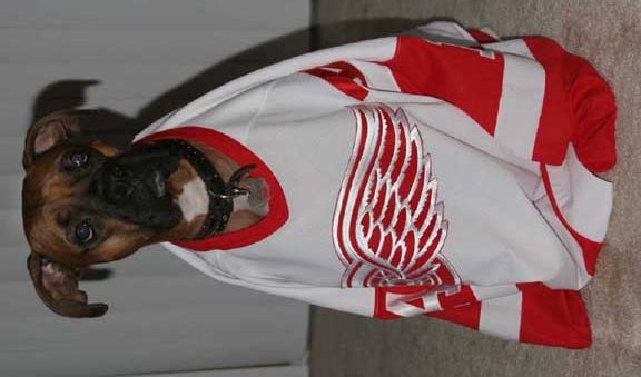 Red Wings No. 1 Fan