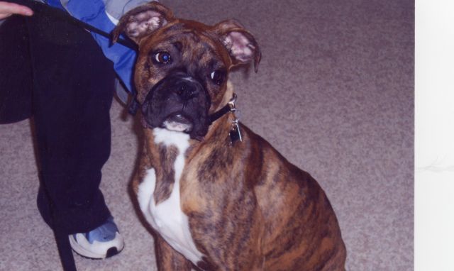 Reese at 7 months old
